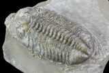 Speckled Austerops Trilobite - Jorf, Morocco #71618-3